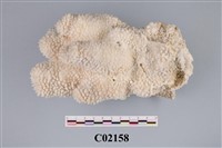 藏品(珊瑚化石)的圖片